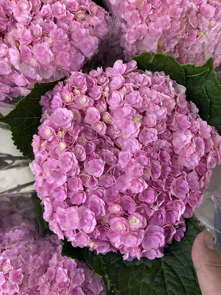 Pink double hydrangea Pink double hydrangea