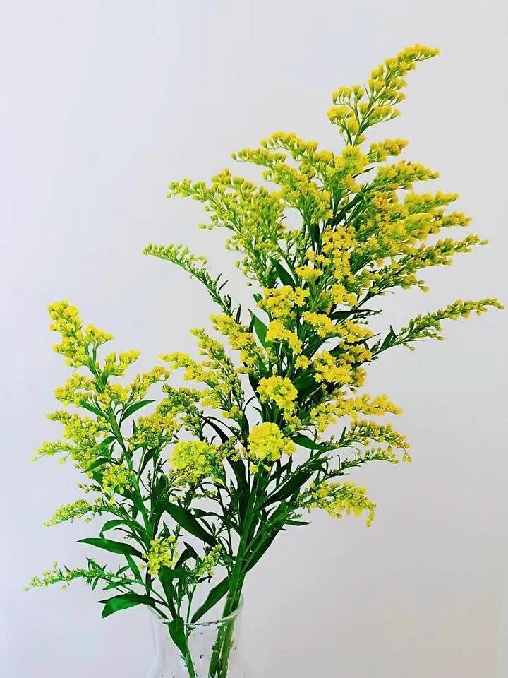 Canadian goldenrod Canadian goldenrod