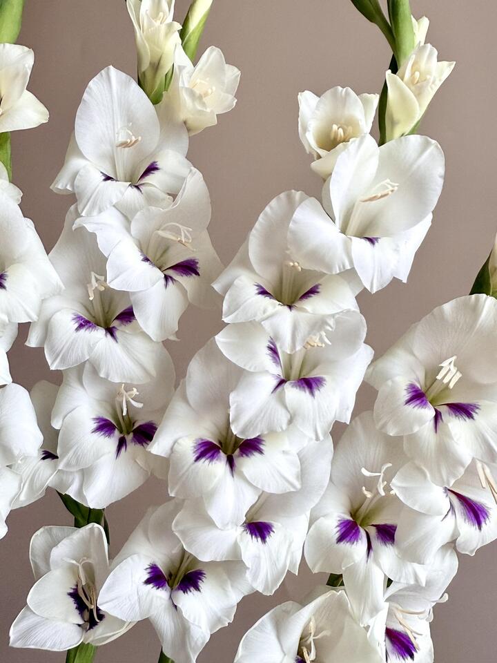 Catherine Gladiolus Catherine Gladiolus