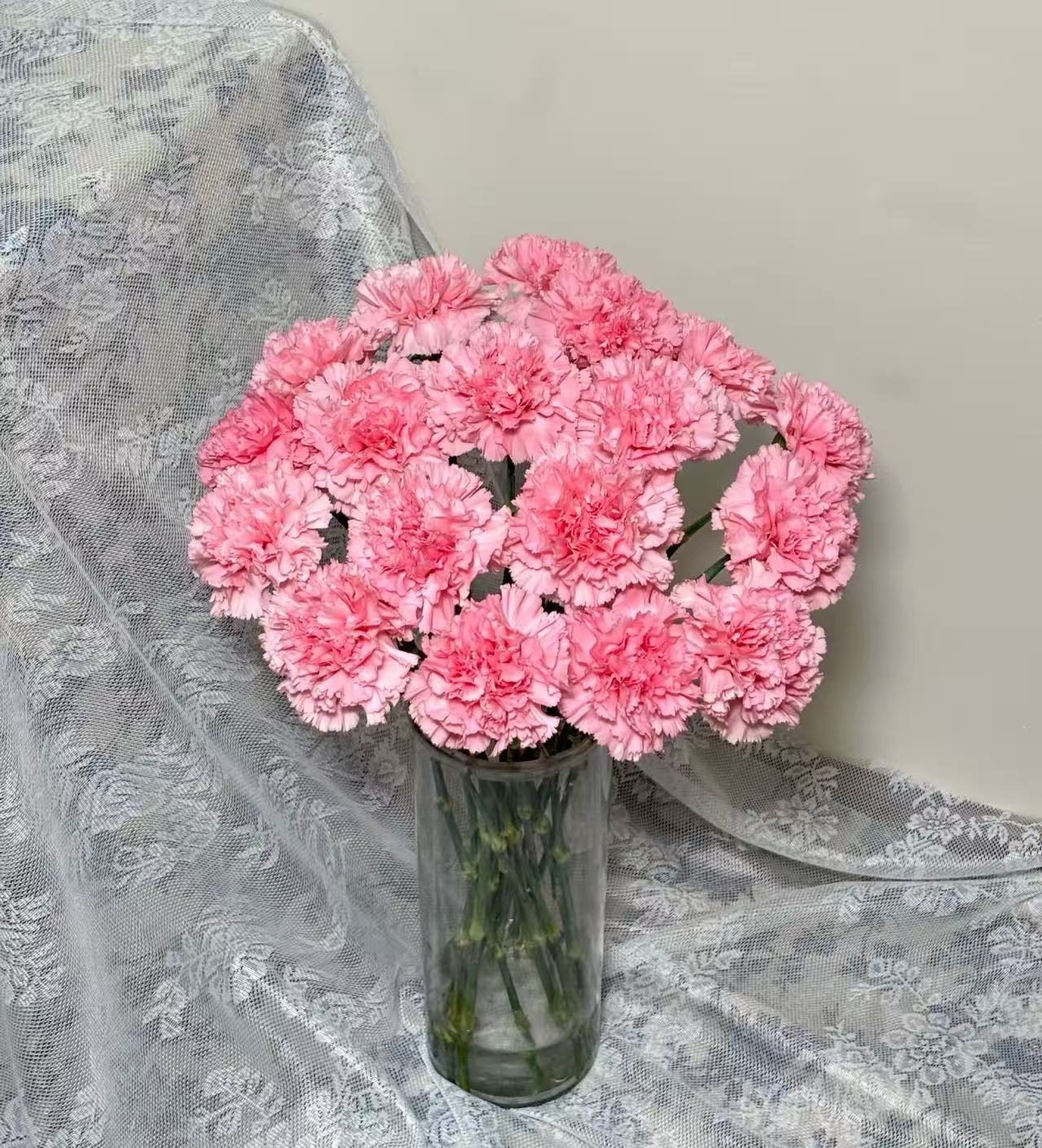 Single-headed carnation powder zhuan Single-headed carnation powder zhuan