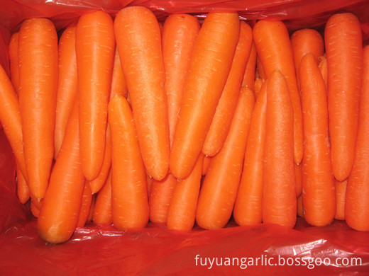 2018 crop fresh Carrot 