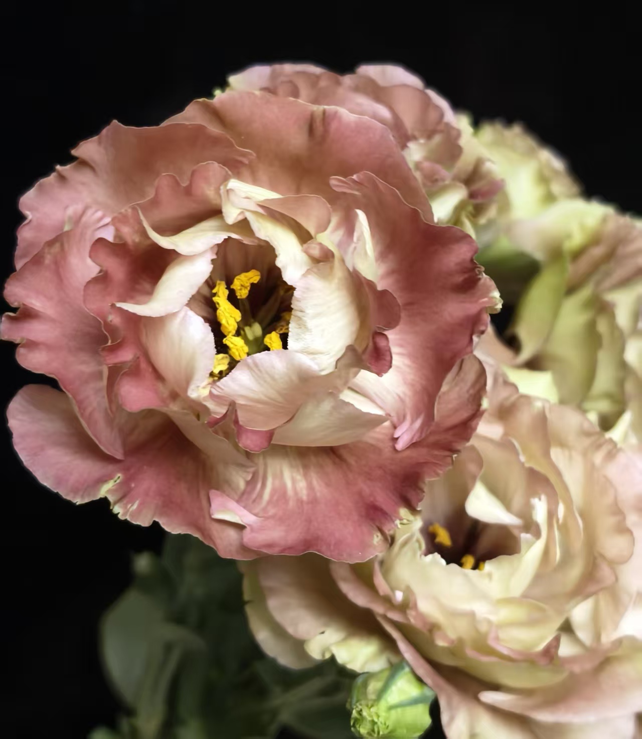 Brown Lisianthus Brown Lisianthus