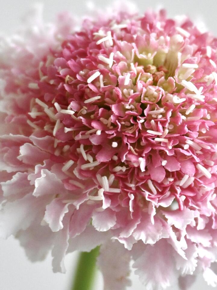 Scabiosa Marshmallow Scoop Scabiosa Marshmallow Scoop