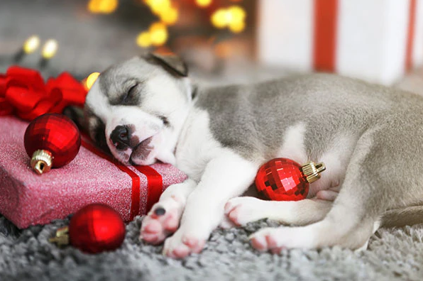 puppy sleeping on gift decor