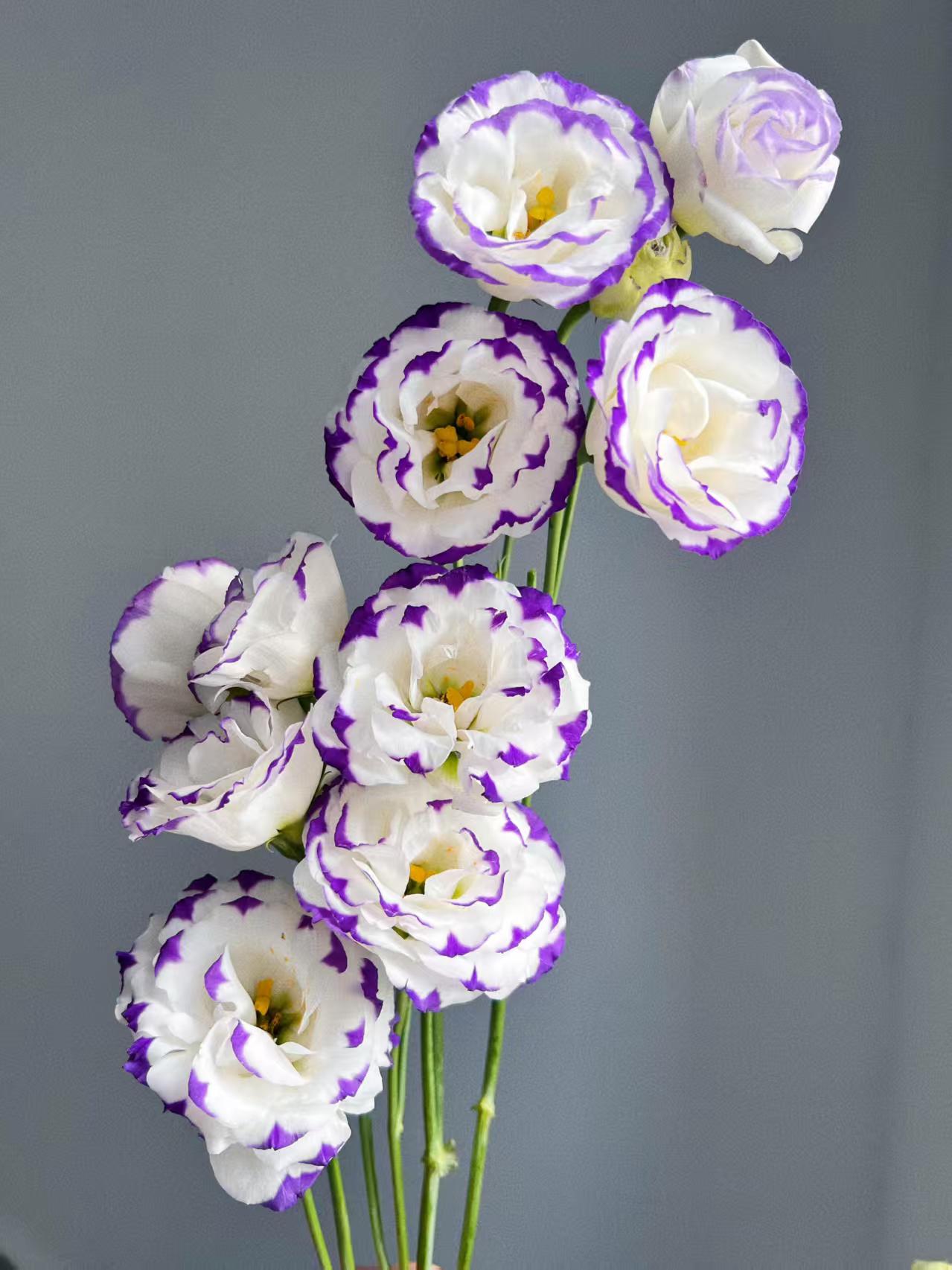Purple-edged Lisianthus Purple-edged Lisianthus