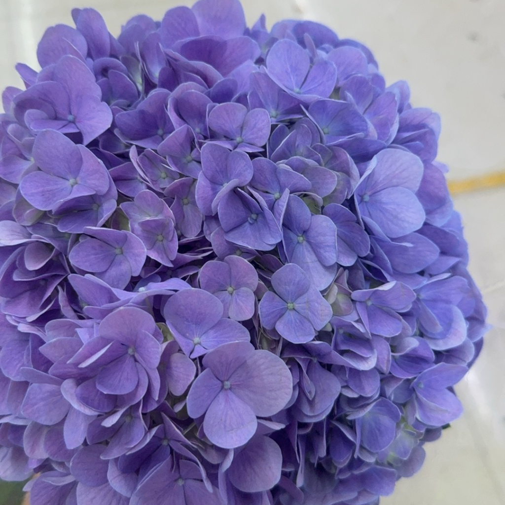 Purple single hydrangea Purple single hydrangea