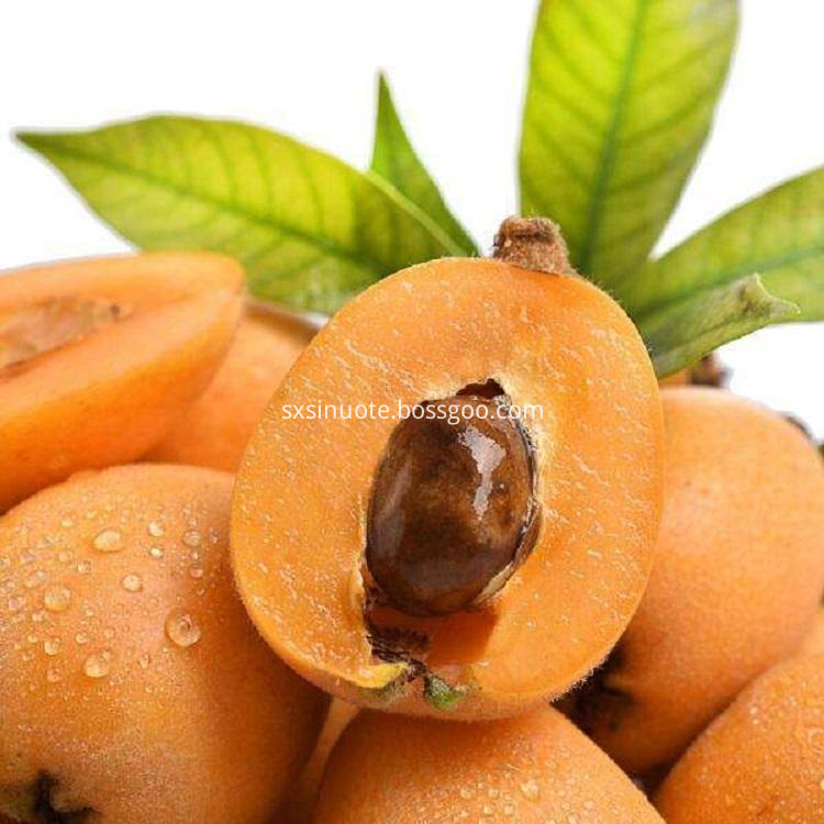 Loquat Fruit Powder Loquat Fruit Powder