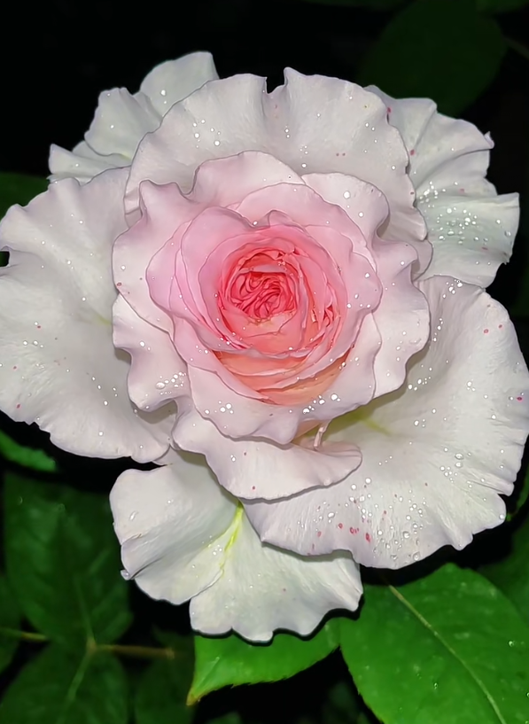 Roselle Rose Roselle Rose