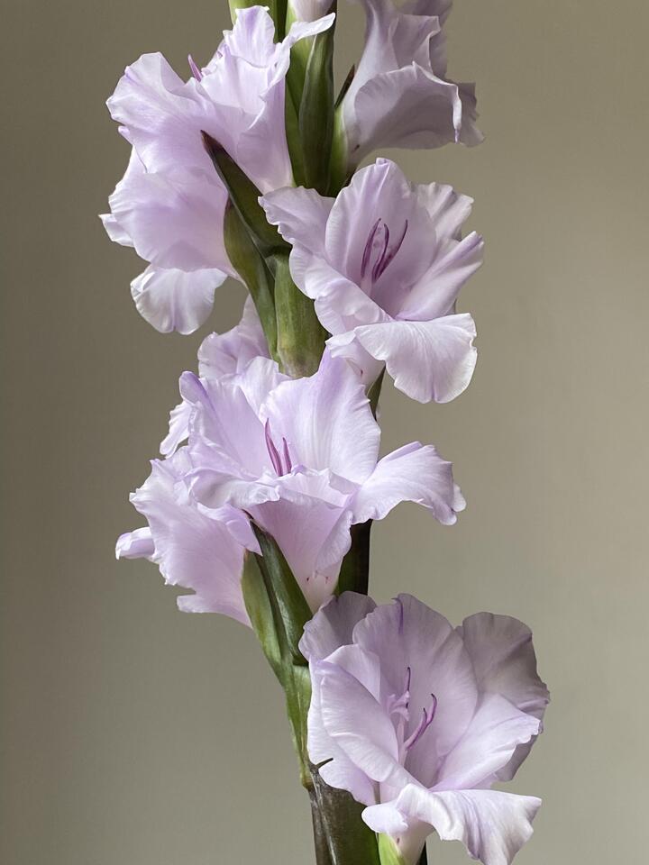 Taro Purple Gladiolus Taro Purple Gladiolus