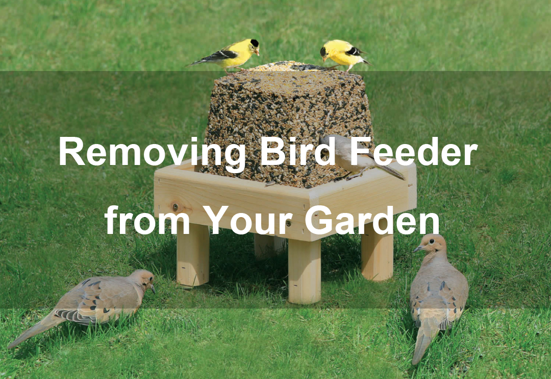 removing bird feeder from your garden