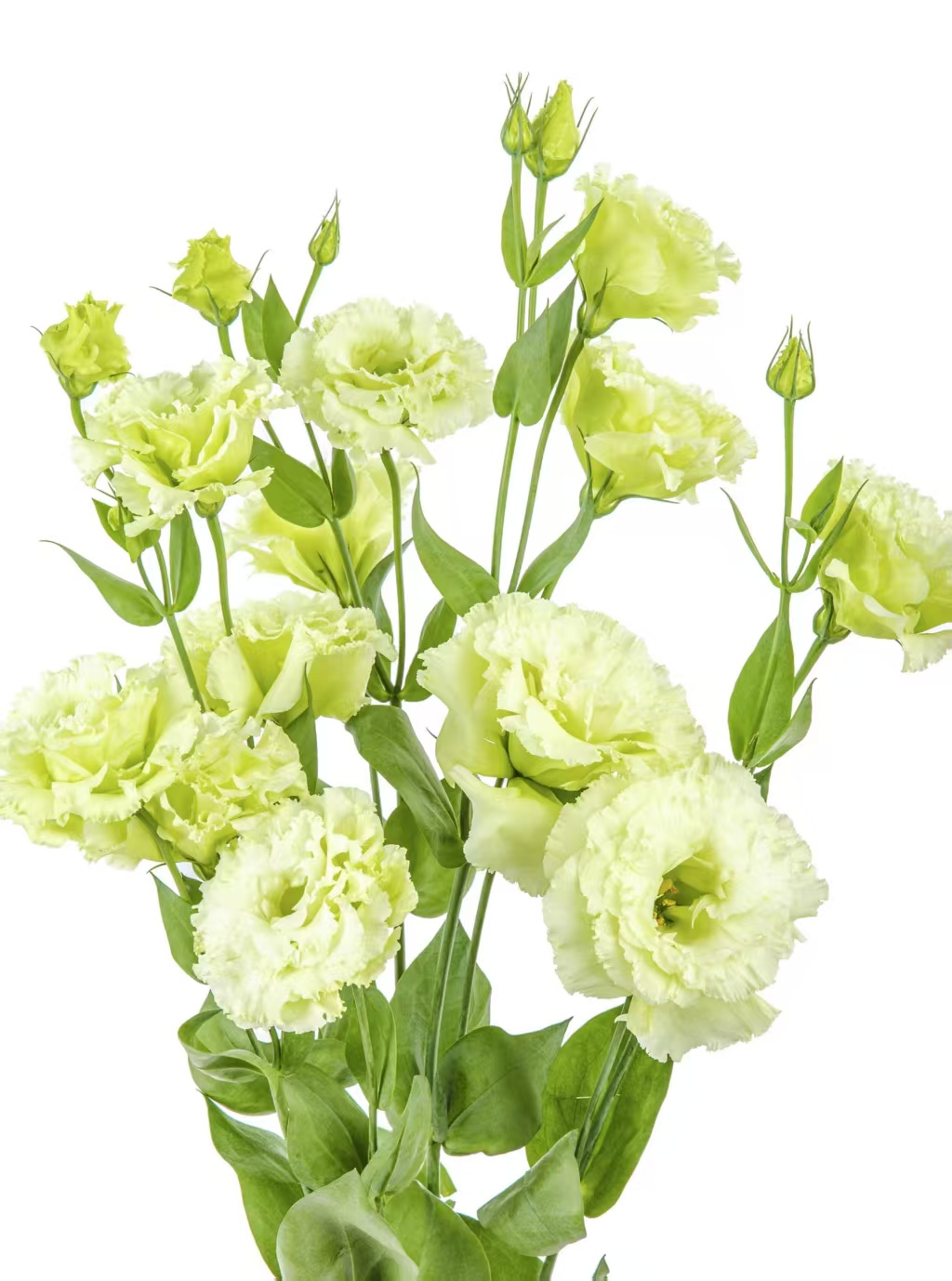 Green Lisianthus Green Lisianthus