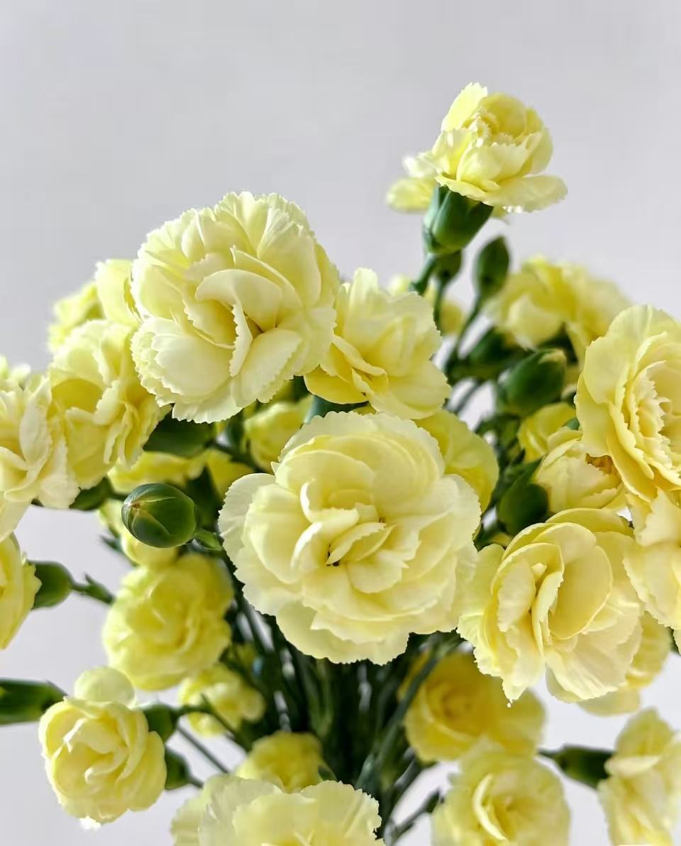 Spray carnation Imagination6 Spray carnation Imagination6