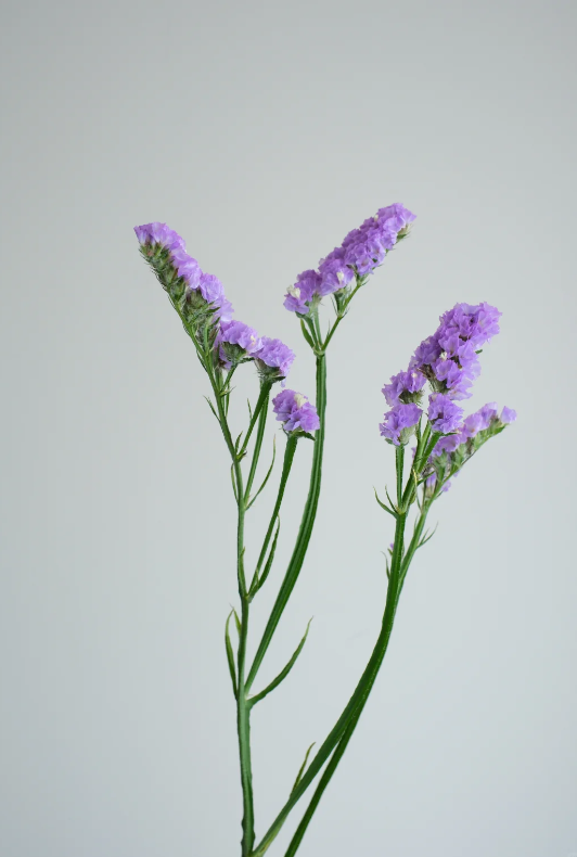 Myosotis Alpestris Myosotis Alpestris