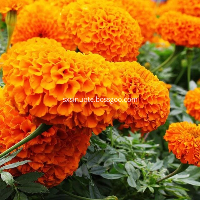 Marigold Extract Marigold Extract