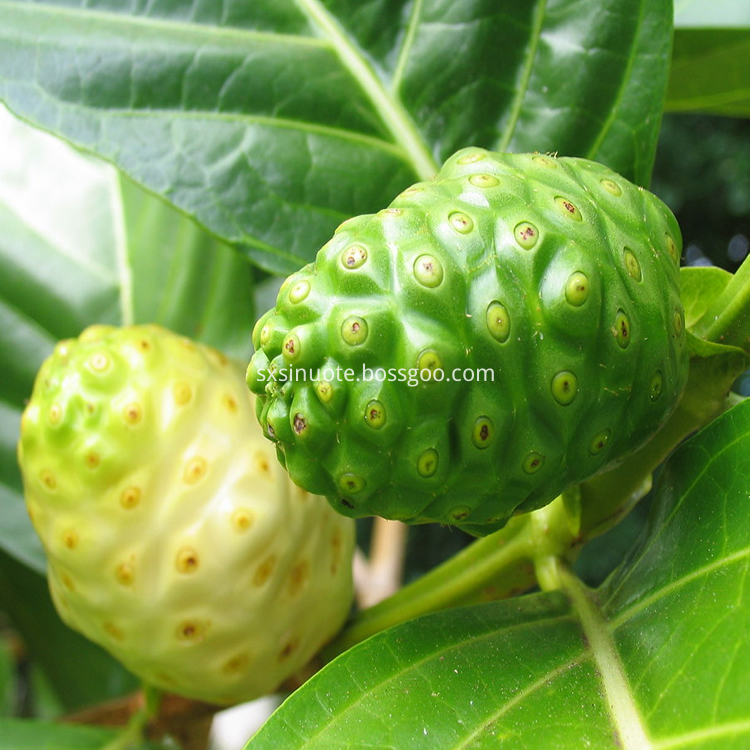 Noni Fruit Extract Noni Fruit Extract