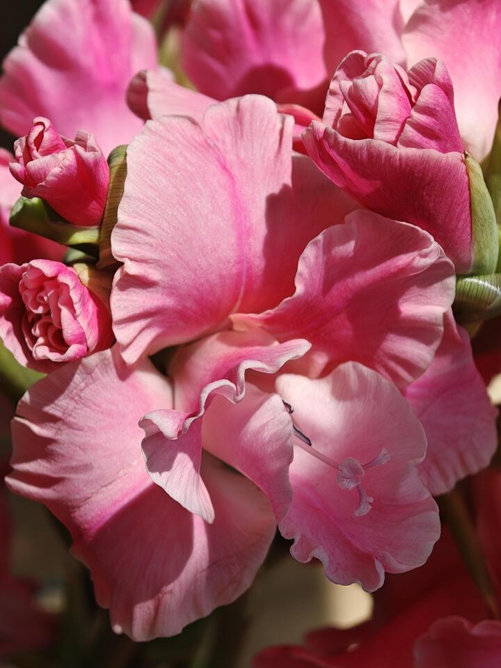 Royal Rose Gladiolus Royal Rose Gladiolus