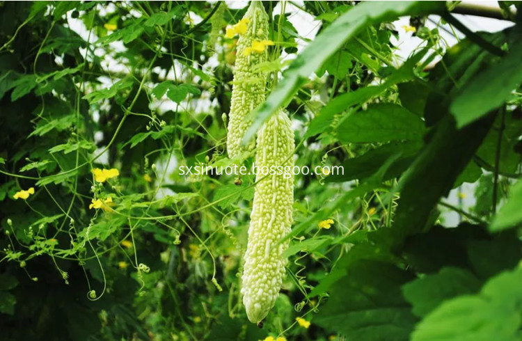 Momordica Charantia Powder Momordica Charantia Powder