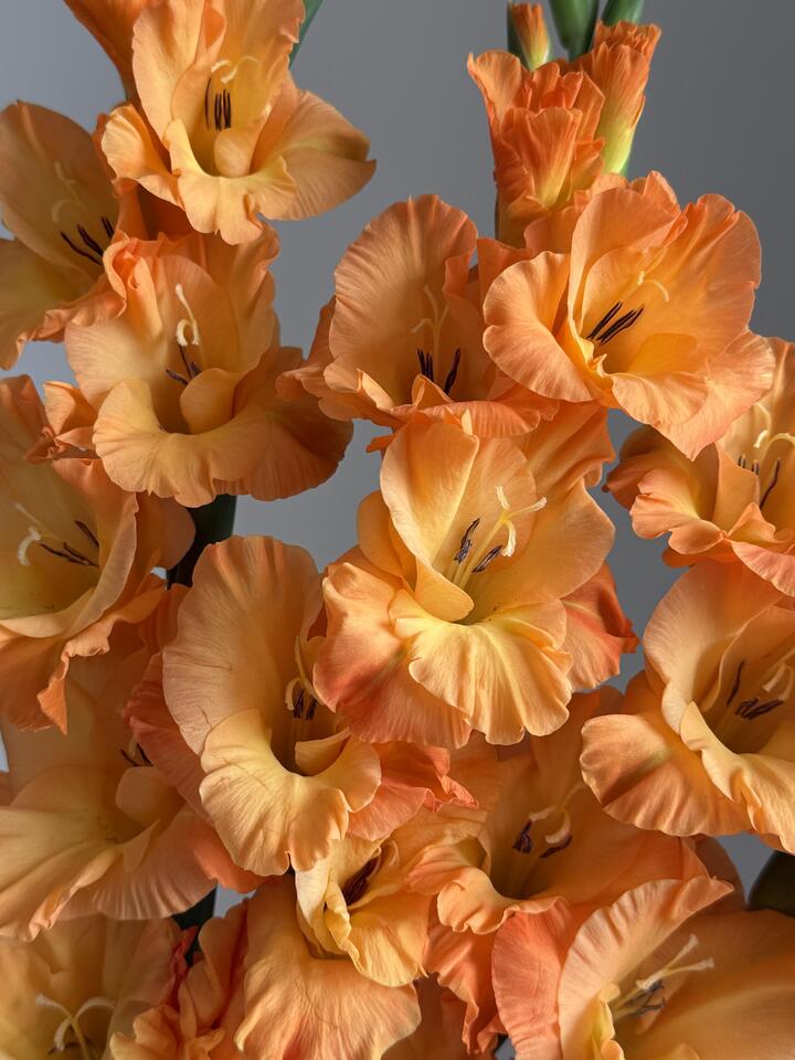 Orange Gladiolus Orange Gladiolus