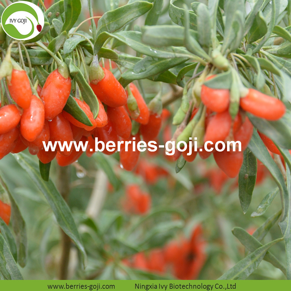 Goji berry Goji berry