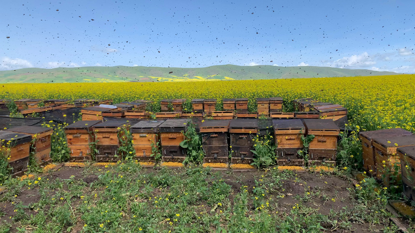 Honey extract Honey extract