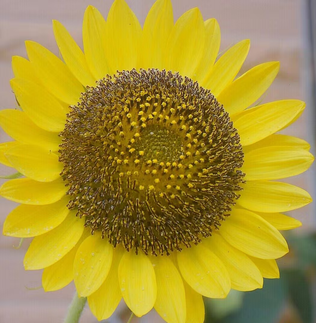 Lemon Queen Sunflower Lemon Queen Sunflower