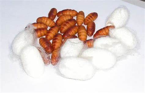 Silkworm Silkworm