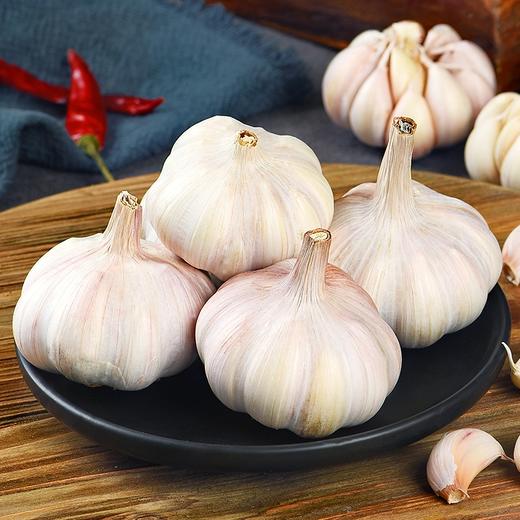 garlic garlic