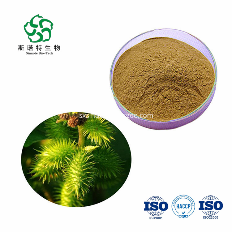 Xanthium Sibiricum Extract Xanthium Sibiricum Extract