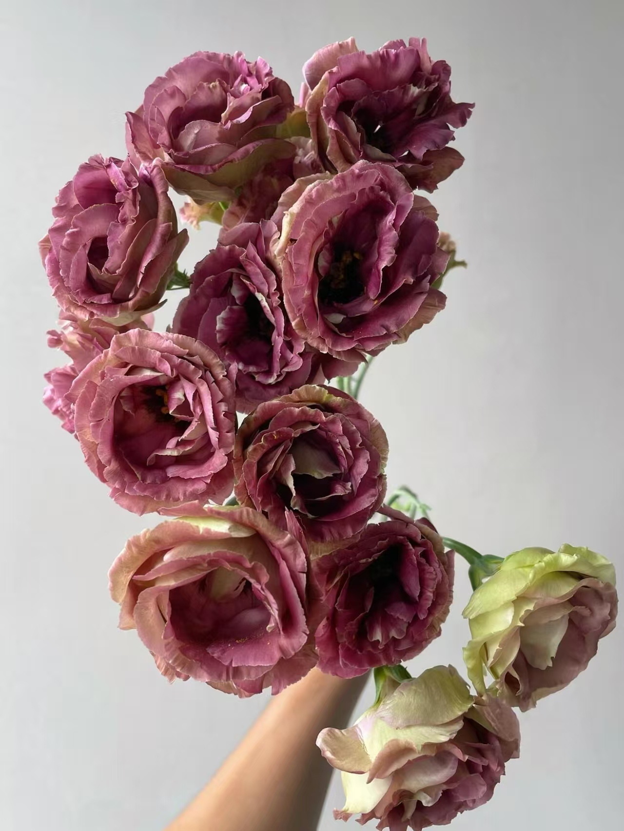 Brown Lisianthus Brown Lisianthus