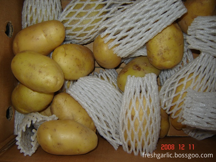 Fresh Potato