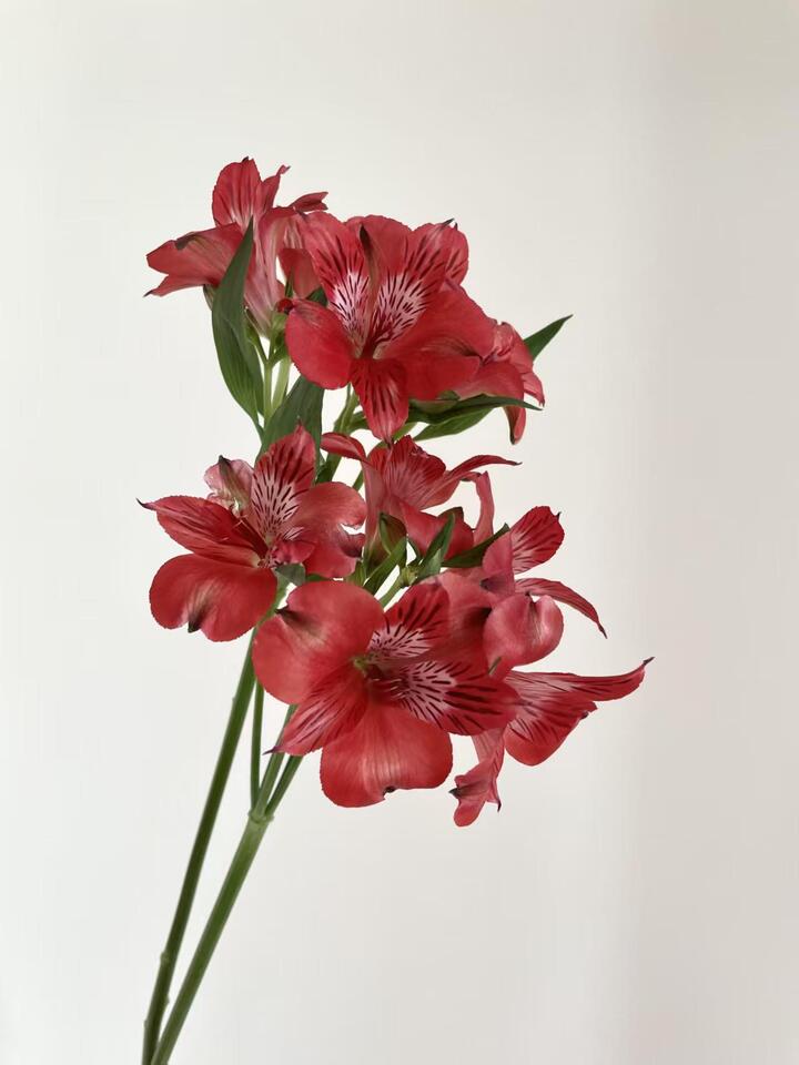 Red Alstroemeria Red Alstroemeria