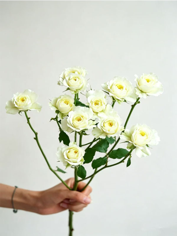 Warm Jade rose Warm Jade rose