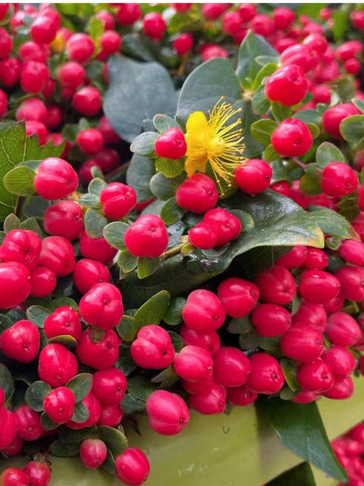Hypericum Hypericum