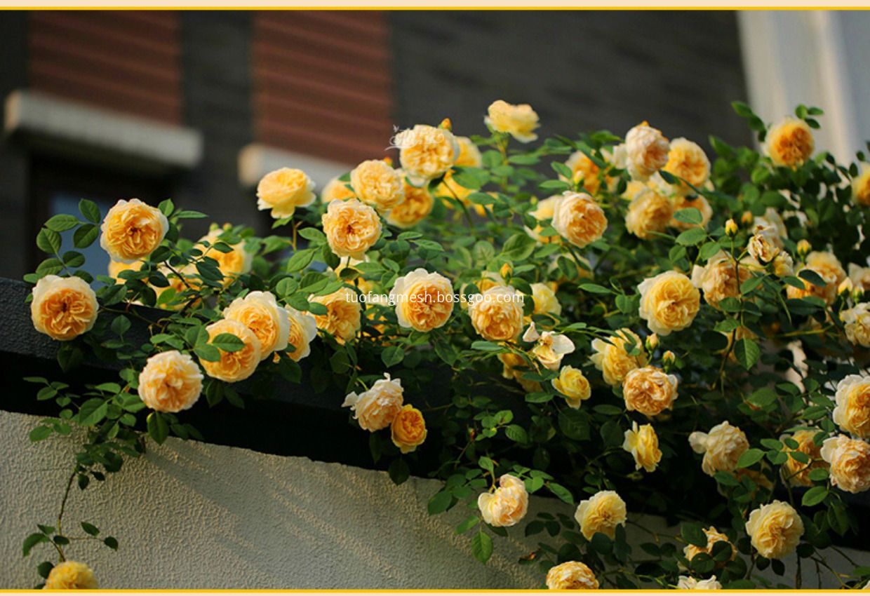 climbing roses flowerpots