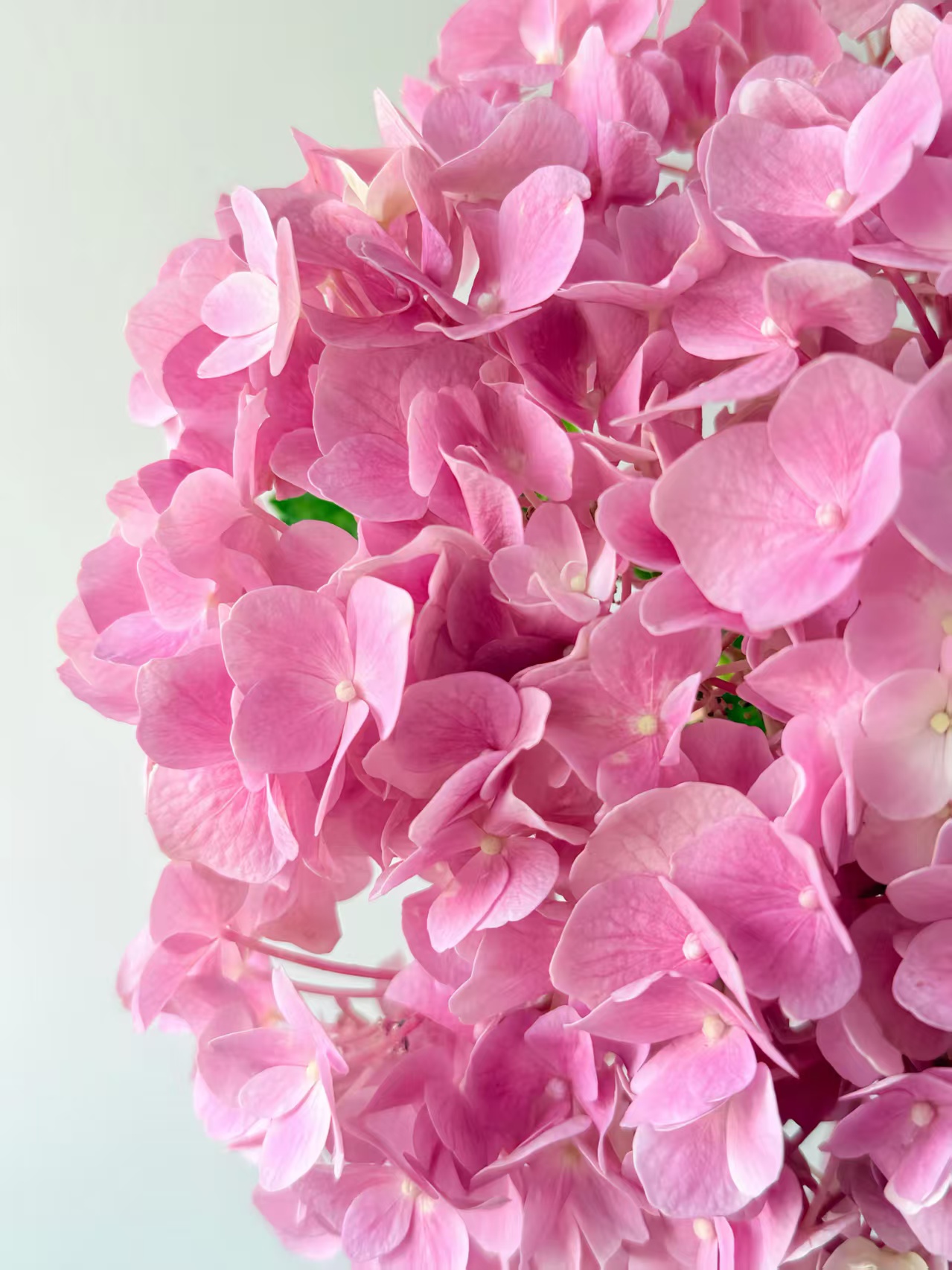 Sea pink single hydrangea Sea pink single hydrangea