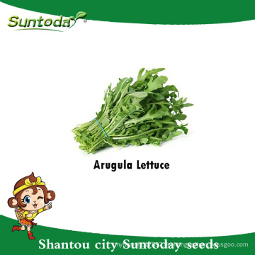 China Suntoday Asian Gemuse F1 Bio Garten Rucola Argula Salat