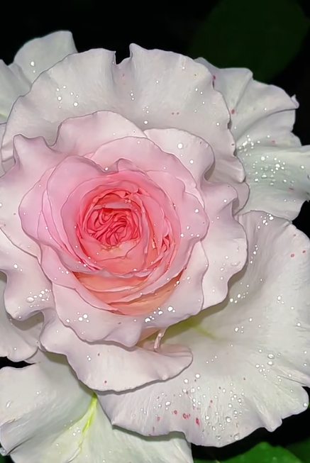 Roselle Rose Roselle Rose