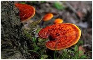 whole reishi mushroom