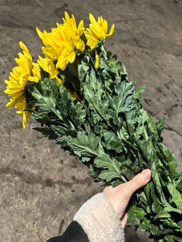 Standard Yellow chrysanthemum Standard Yellow chrysanthemum