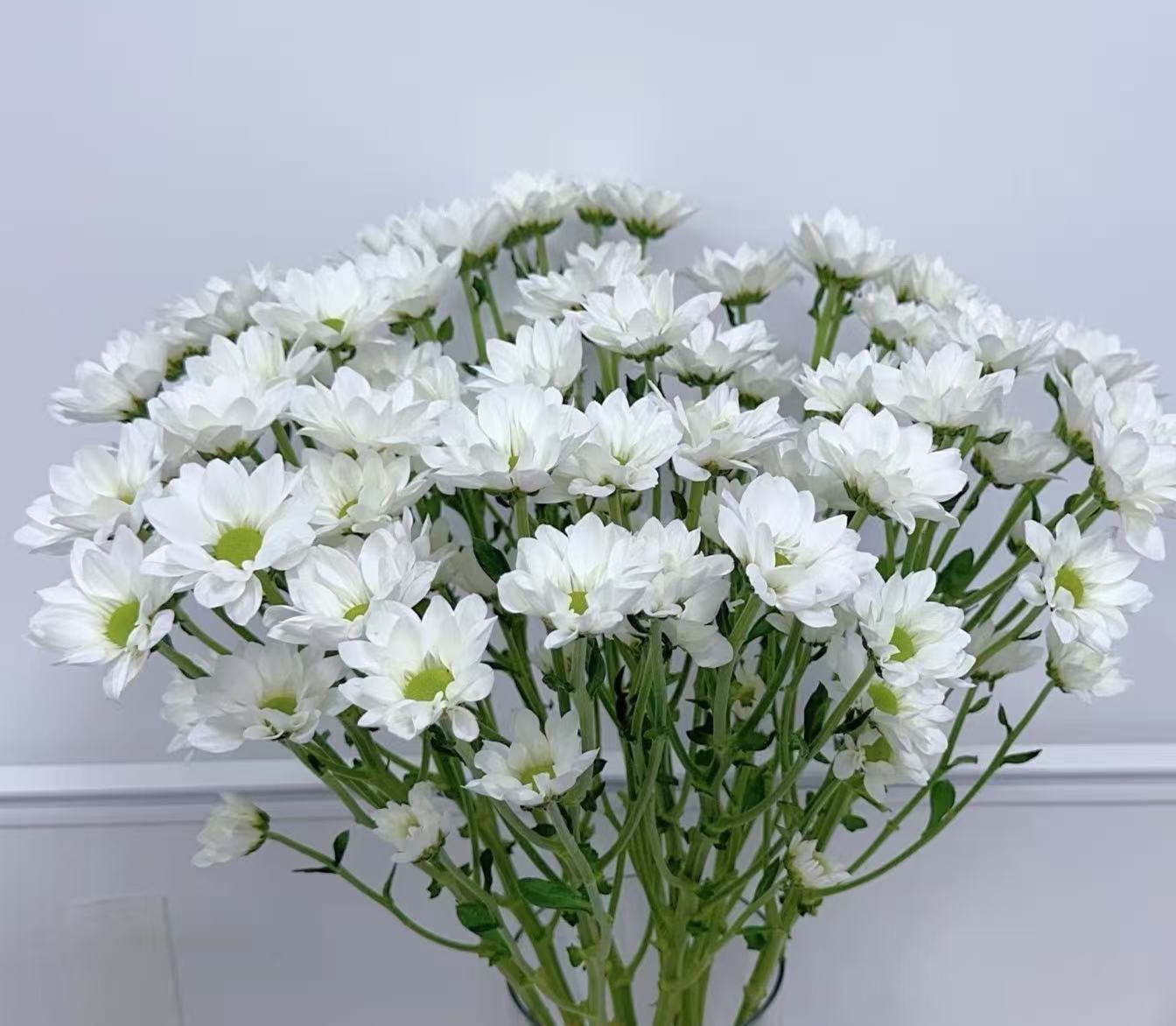 Salmon and small white chrysanthemum Salmon and small white chrysanthemum