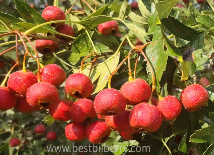 hawthorn berry hawthorn berry