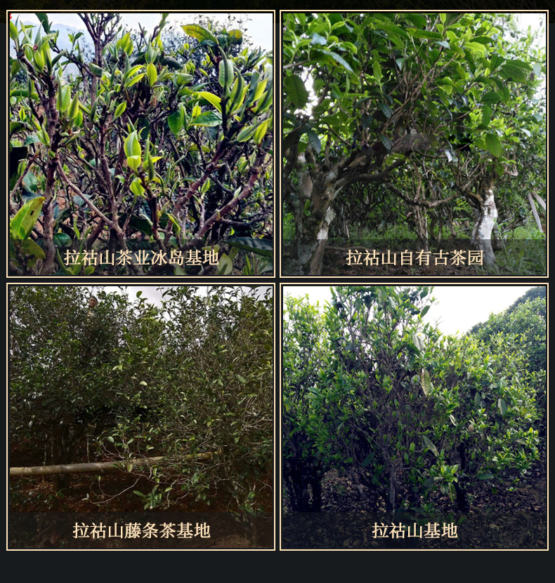 Tea Garden Environment Tea Garden Environment