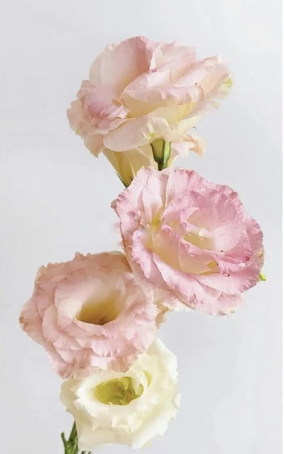 Champagne Lisianthus Champagne Lisianthus