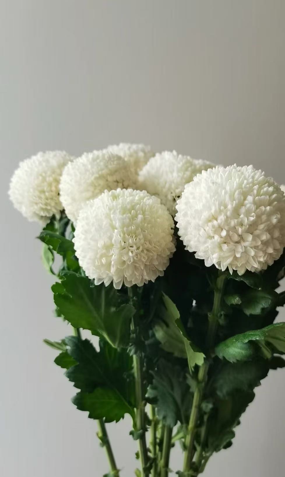 Standard white chrysanthemum Ping-pong Standard white chrysanthemum Ping-pong