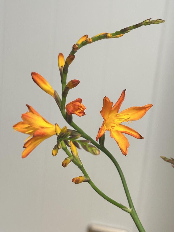 Renanthera coccinea Renanthera coccinea