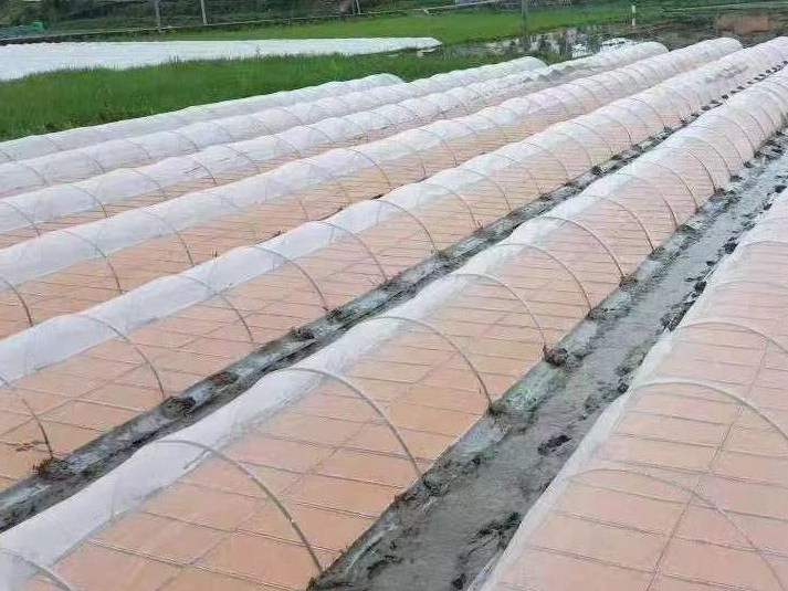 INSECT NET SCENE4 INSECT NET SCENE4