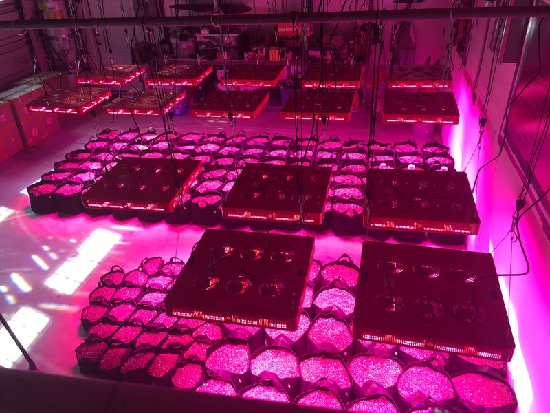 Marijuana Grow Lights