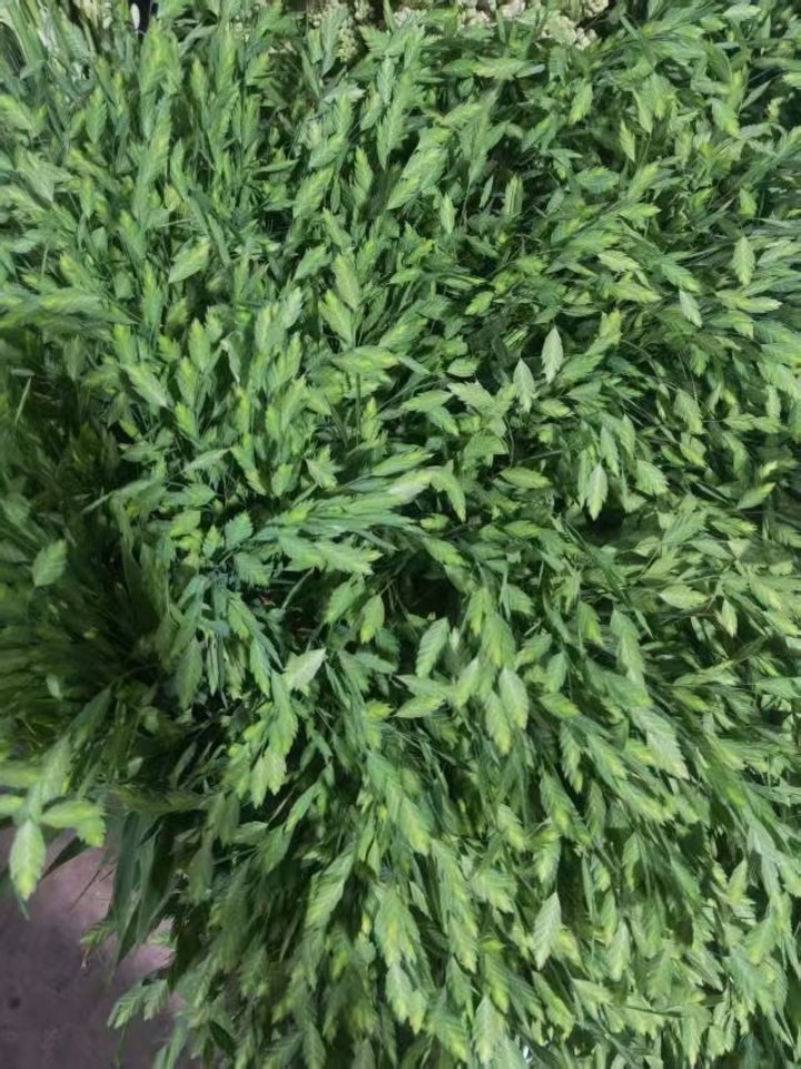 Quaking grass Quaking grass