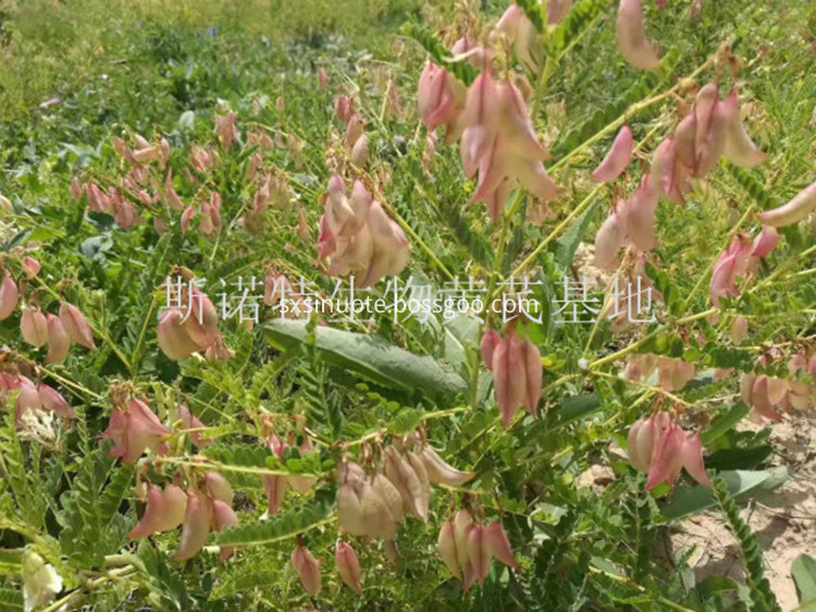 Astragalus Membranaceus Extract1 Astragalus Membranaceus Extract1