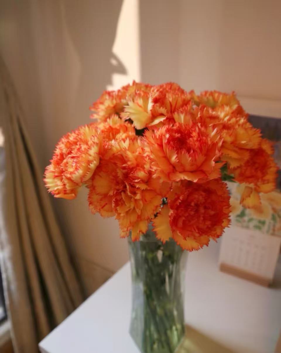 Single-headed Carnation Carnival7 Single-headed Carnation Carnival7